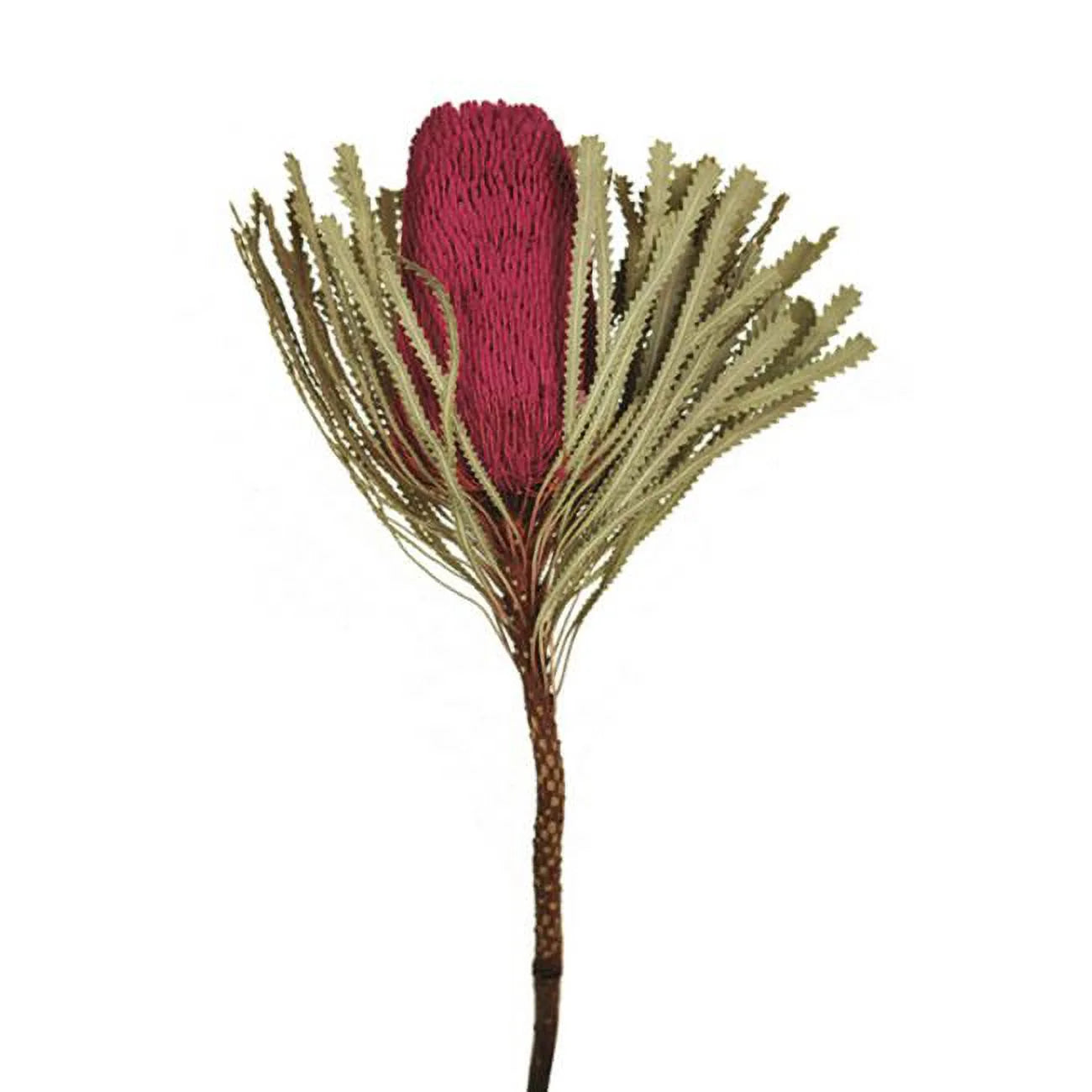 Vickerman Jumbo Erica Pink Banksia Flower Stems - Erica Pink - 12-18 in.